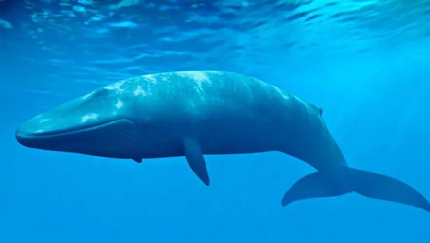 Jogo da Baleia Azul – Informações para Pais